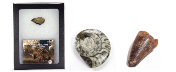 How to Tell if a Fossil is Authentic