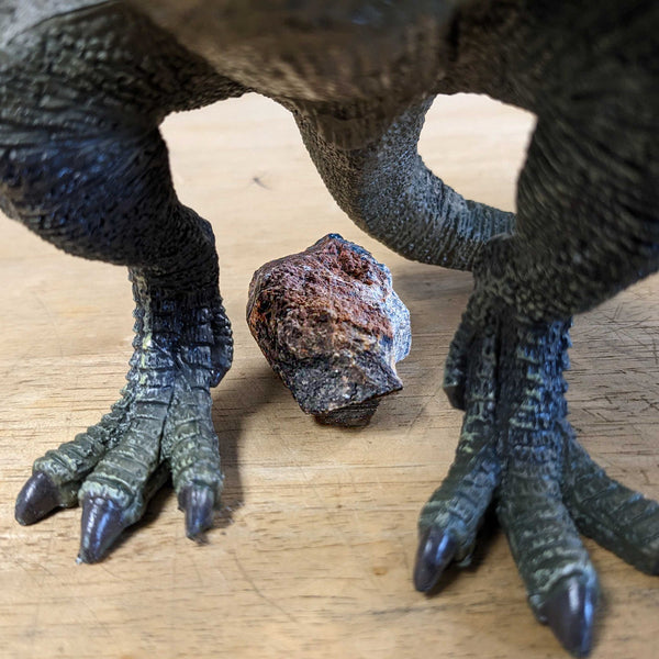 Dinosaur Dung (Coprolite) - Classic Riker Box Specimen