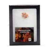 Dinosaur Dung (Coprolite) - Classic Riker Box Specimen