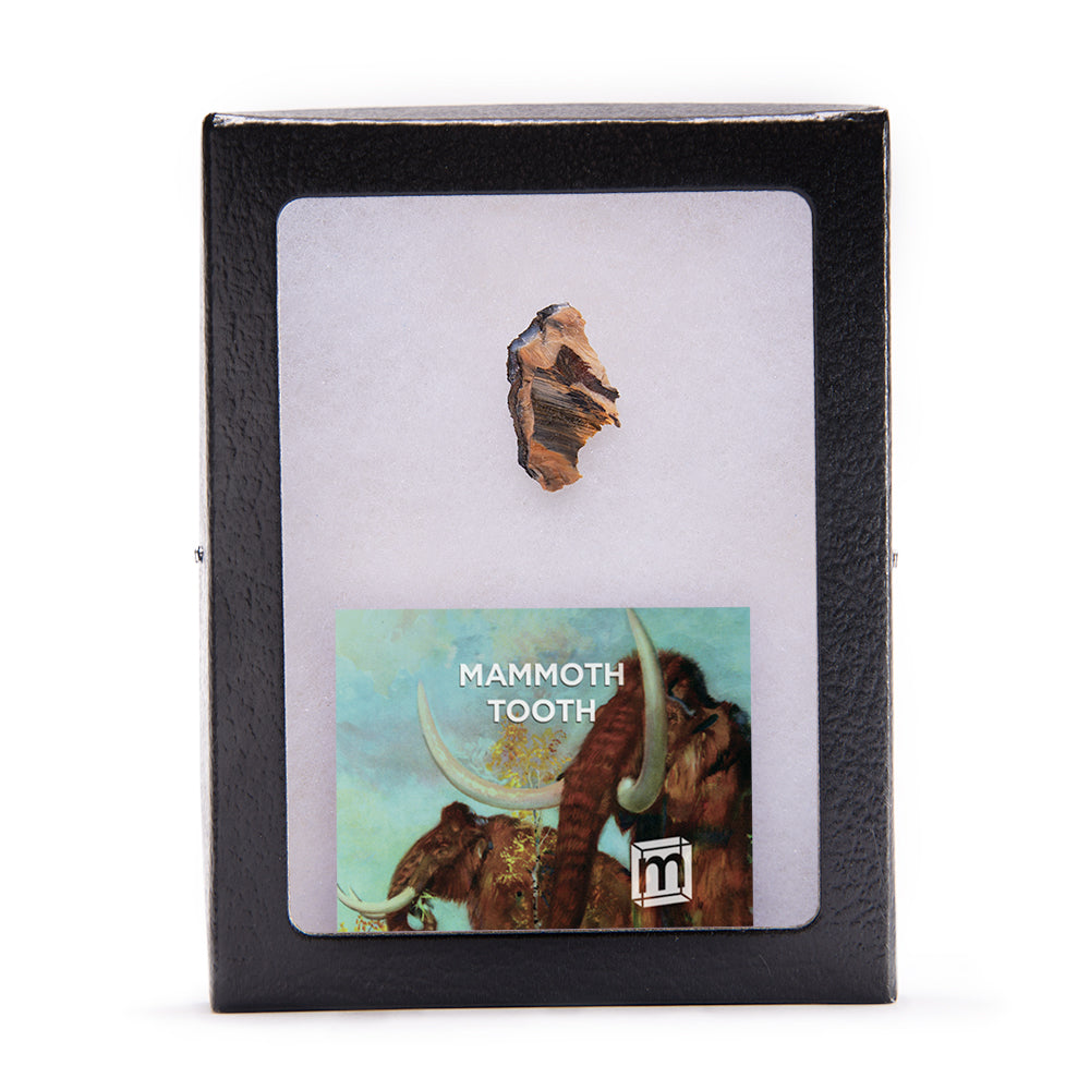 Woolly Mammoth Tooth - Riker Box Specimens | The Space Store