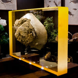 Manhattan Project Shield Window - Full Window 54