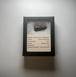 Canyon Diablo 18.1 gram Iron IAB Meteorite in Display Box